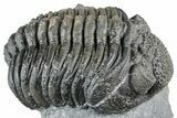 Curled Phacopid (Drotops) Trilobite - Mrakib, Morocco #357347-1